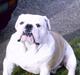 Engelsk bulldog billy