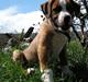 Amerikansk bulldog  - BACHI - 