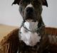 Amerikansk staffordshire terrier Zia