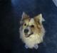 Islandsk fårehund Vætte (R.I.P)