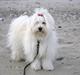 Bichon havanais Cadence