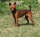 Dvaergpinscher Bevi Darkie