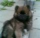 Pomeranian oliver