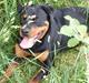 Rottweiler Laica *EFTERLYST*