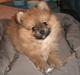 Pomeranian Mixie.