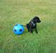 Labrador retriever Rofus <3Kærestens & min<3