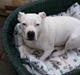 Amerikansk bulldog sarona r.i.p