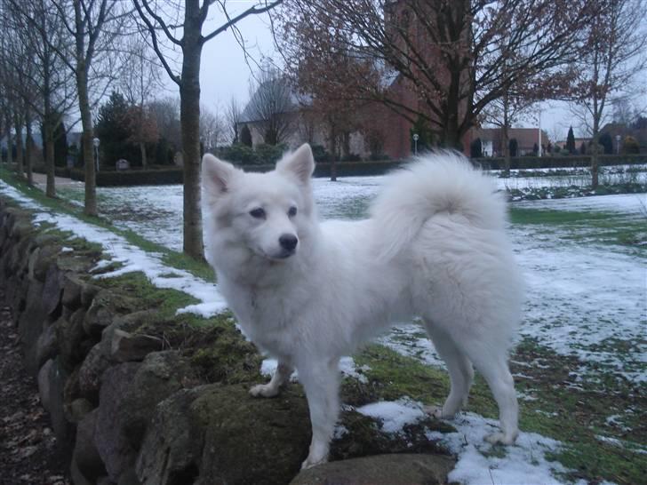 Japansk spids Malou R.I.P 11/9-2019 - Nyt billede 1