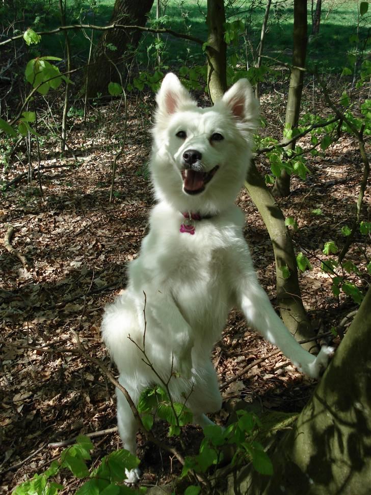 Japansk spids Malou R.I.P 11/9-2019 - nyt billede 2