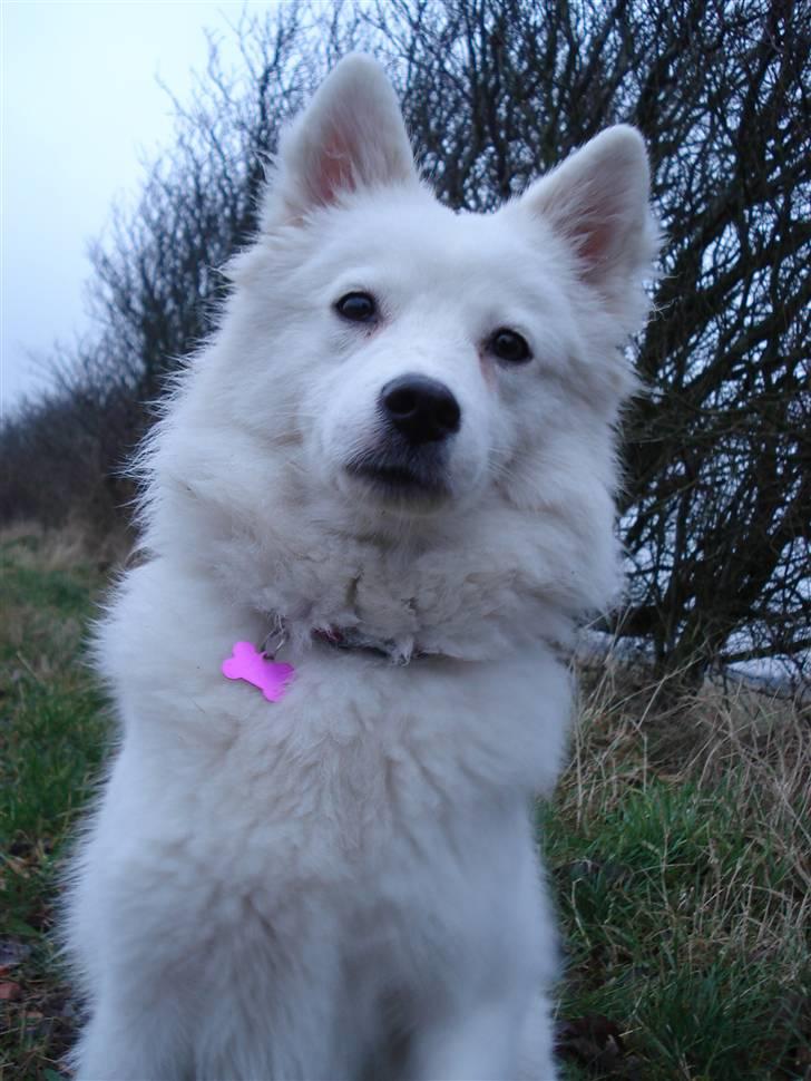 Japansk spids Malou R.I.P 11/9-2019 billede 3