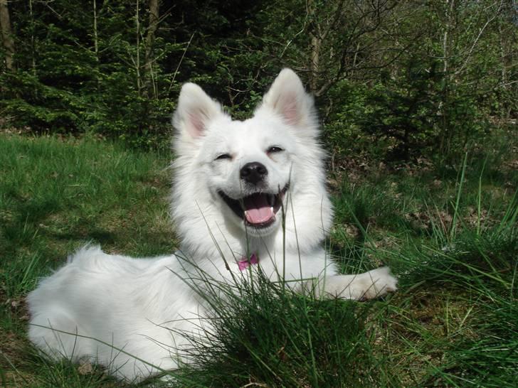 Japansk spids Malou R.I.P 11/9-2019 - nyt billede 4