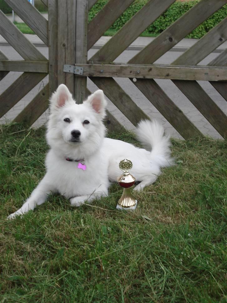 Japansk spids Malou R.I.P 11/9-2019 - nyt billede 5