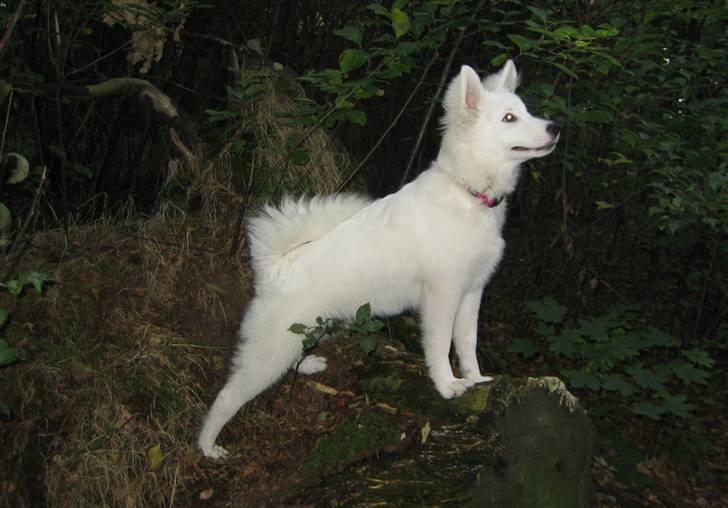 Japansk spids Malou R.I.P 11/9-2019 billede 6