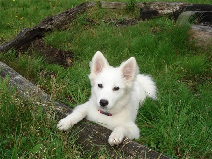 Japansk spids Malou R.I.P 11/9-2019 billede 7