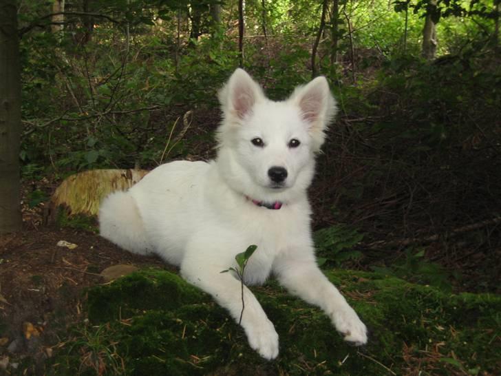 Japansk spids Malou R.I.P 11/9-2019 billede 8