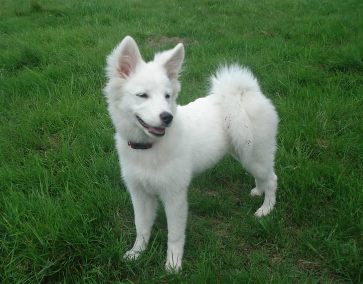 Japansk spids Malou R.I.P 11/9-2019 billede 9