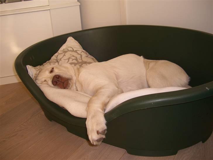 Labrador retriever Gustav billede 8