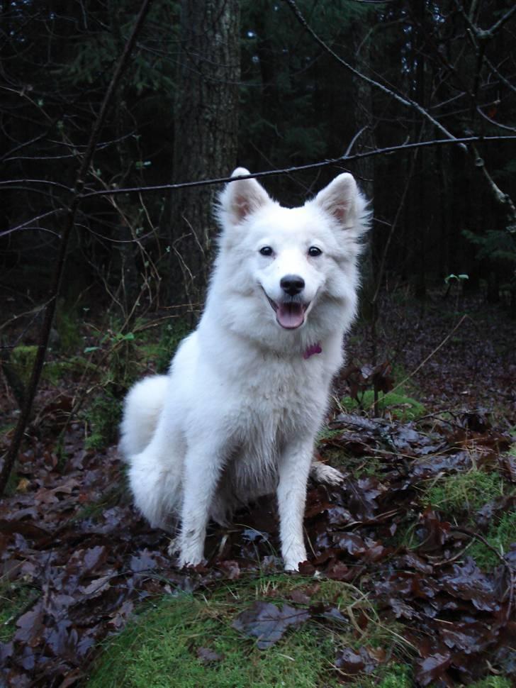 Japansk spids Malou R.I.P 11/9-2019 - nyt billede 10