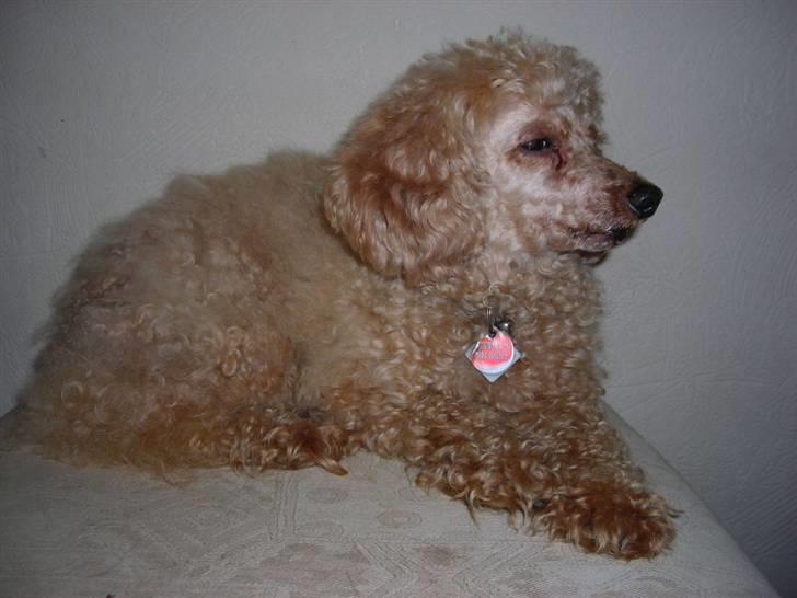 Dværgpuddel Strandløven's Zitka billede 11