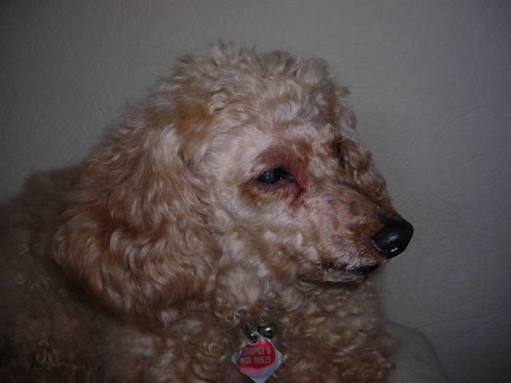 Dværgpuddel Strandløven's Zitka billede 12