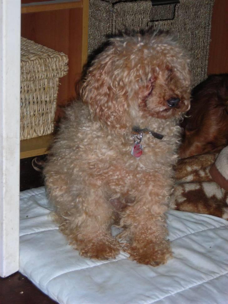 Dværgpuddel Strandløven's Zitka billede 13