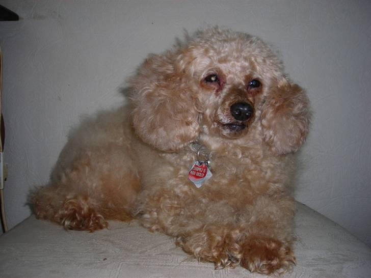 Dværgpuddel Strandløven's Zitka billede 14