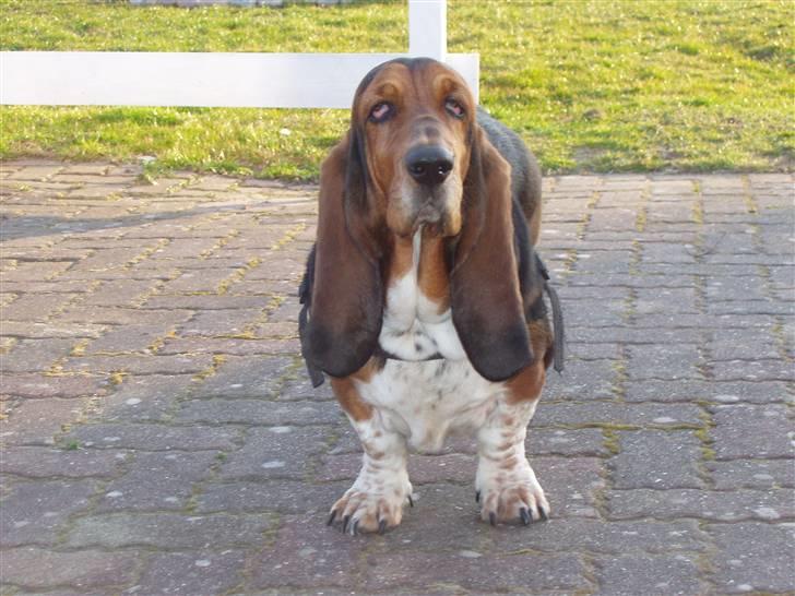 Basset hound Berta - RIP - Berta billede 1