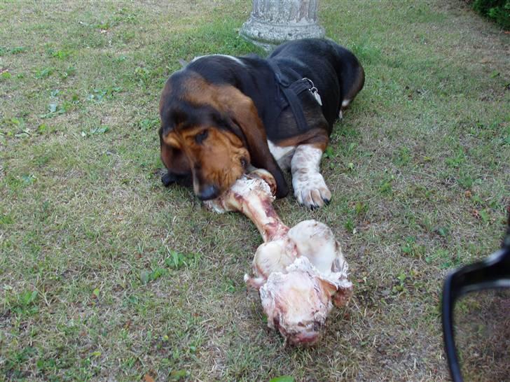 Basset hound Berta - RIP - Uhm, kæmpe kødben! billede 2