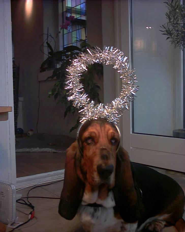 Basset hound Berta - RIP - Berta som jule-engel (synes selv hun ser bedre ud uden) billede 3