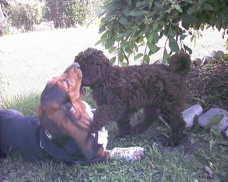 Basset hound Berta - RIP - Berta i leg med hendes legekammerat Shiva - en blanding mellem en labrador og en puddel. billede 4