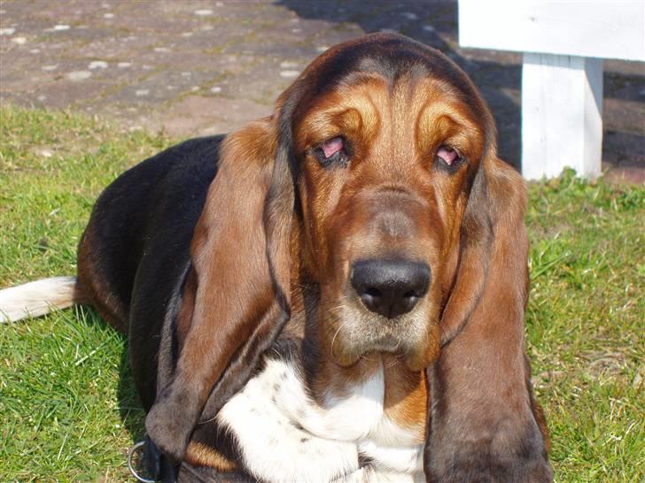 Basset hound Berta - RIP - Smukke Berta billede 5