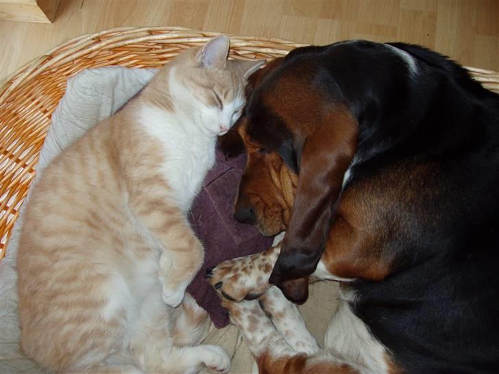 Basset hound Berta - RIP - Berta og vores kat Anton i dyb søvn billede 7