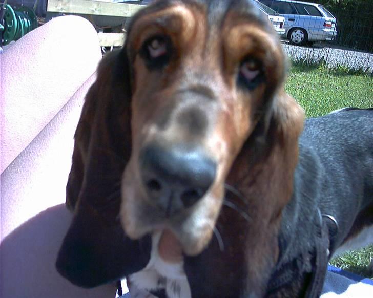 Basset hound Berta - RIP - Hejsa billede 8