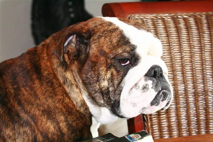 Engelsk bulldog Arne - Hvornår bliver der serveret? billede 9