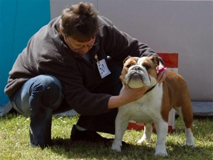 Engelsk bulldog Betty billede 13