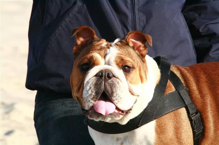 Engelsk bulldog Betty billede 14