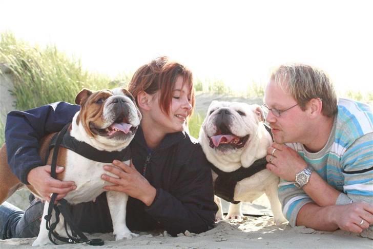 Engelsk bulldog Betty - stranden er bare dejlig billede 15