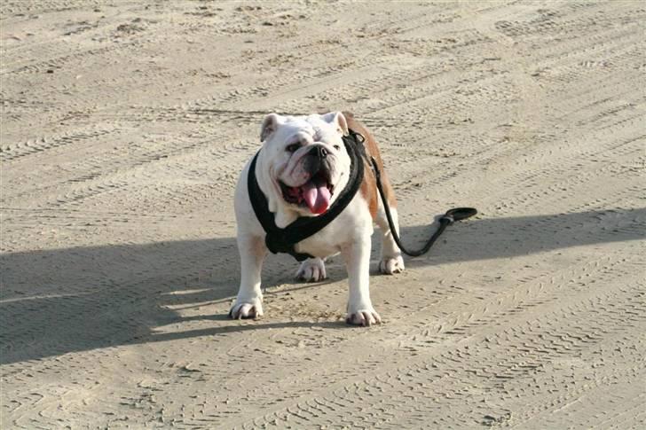 Engelsk bulldog Hertha. R.I.P 26-06-2012 - På stranden og jeg går selv billede 10