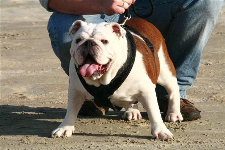 Engelsk bulldog Hertha. R.I.P 26-06-2012 - åh det er bare lækkert herude billede 11