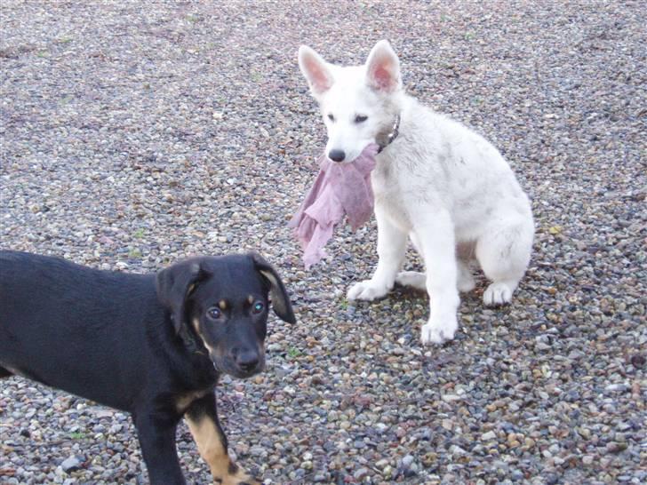 Hvid schæfer Prik (JUNGLENS MIE - Jeg elsker at få besøg af min gode veninde, så skal der leges billede 1