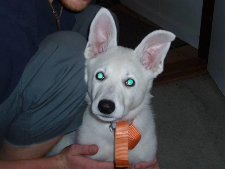 Hvid schæfer Prik (JUNGLENS MIE - Jeg er da helt vild sød,  er jeg ikke ? billede 2