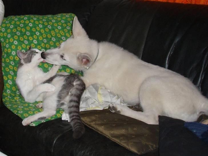 Hvid schæfer Prik (JUNGLENS MIE - Min store kærlighed, er vores kat.. kan i ikke se jeg elsker den? billede 3