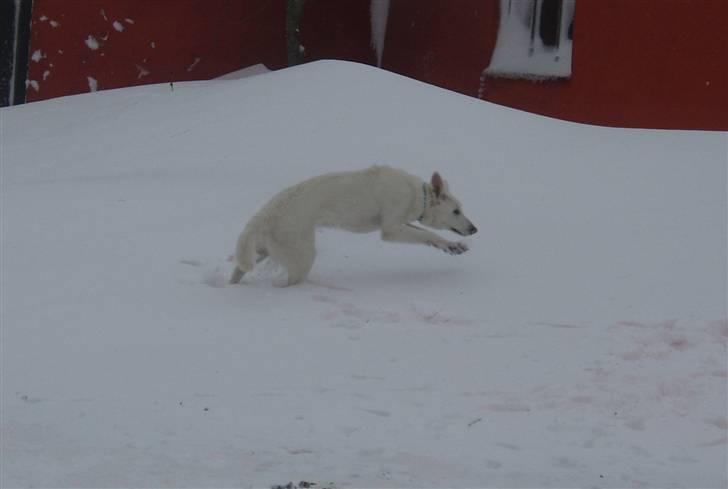 Hvid schæfer Prik (JUNGLENS MIE - Åhhh... sikke meget sne  billede 4
