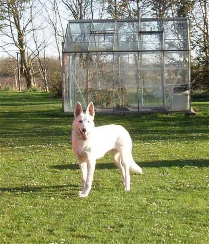 Hvid schæfer Prik (JUNGLENS MIE billede 5