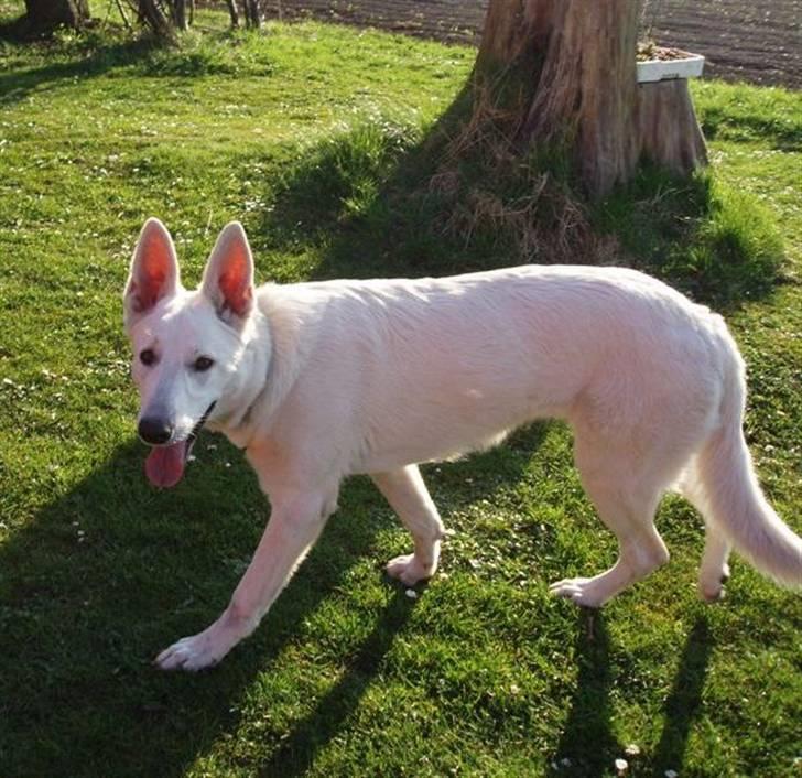 Hvid schæfer Prik (JUNGLENS MIE - Så Mor, nu ikke flere billeder af mig billede 6