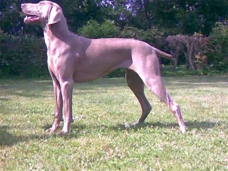 Weimaraner After bella's tessa billede 11