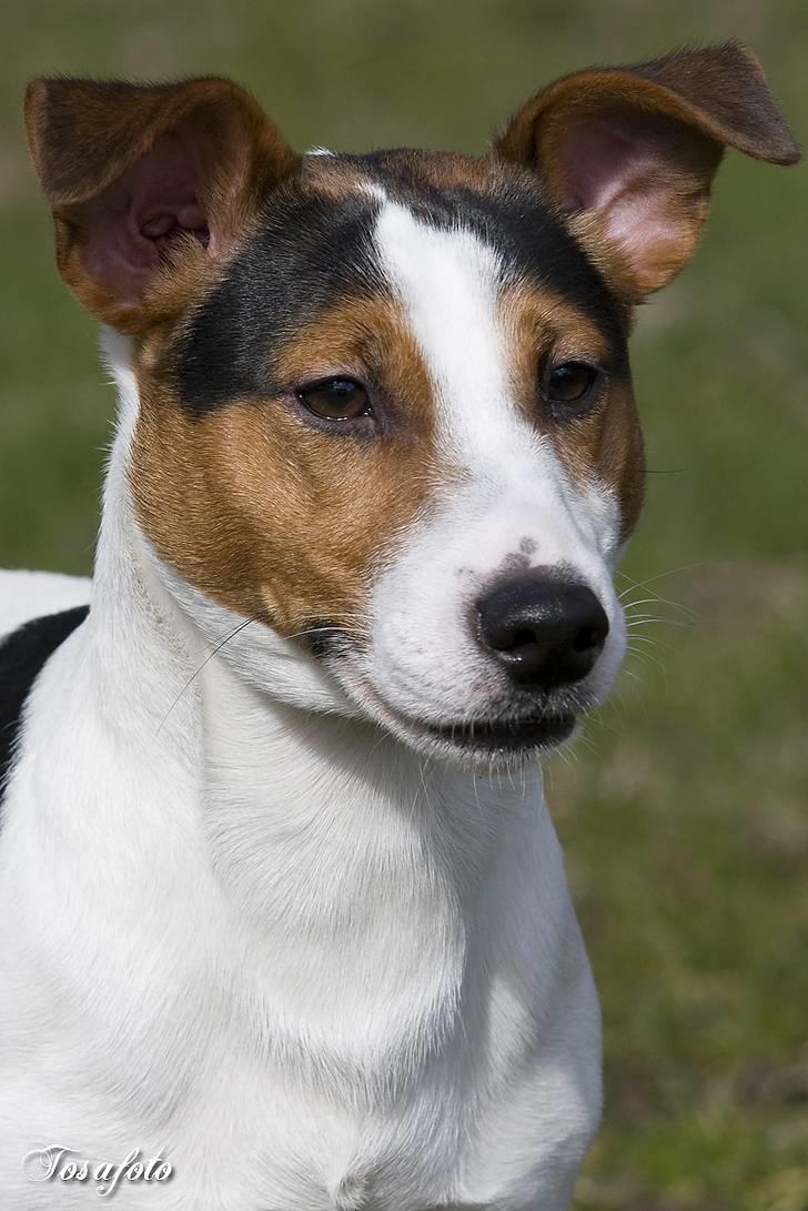 Jack russell terrier Illum's Eskild billede 7