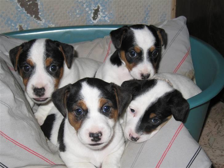 Jack russell terrier Illum's Eskild billede 8