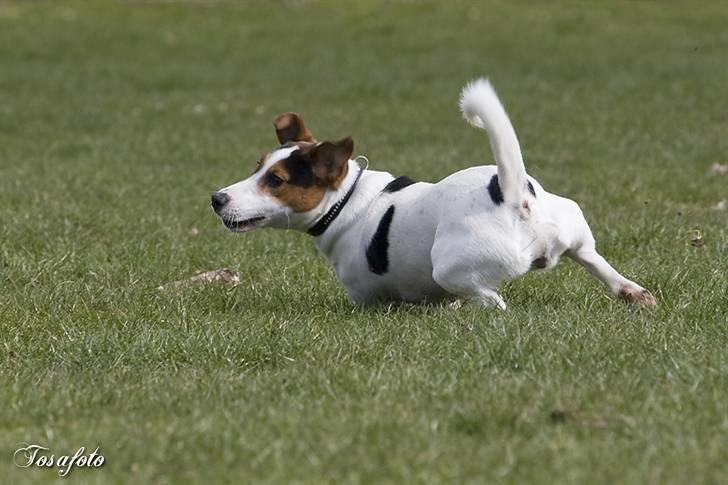 Jack russell terrier Illum's Eskild billede 9