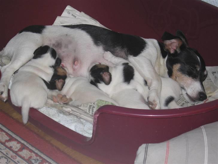 Jack russell terrier Illum's Eskild billede 10